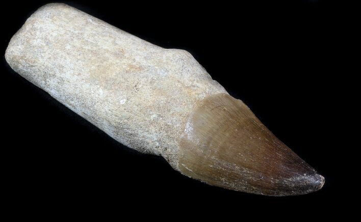Rooted Mosasaur (Prognathodon) Tooth - Beastly #55819
